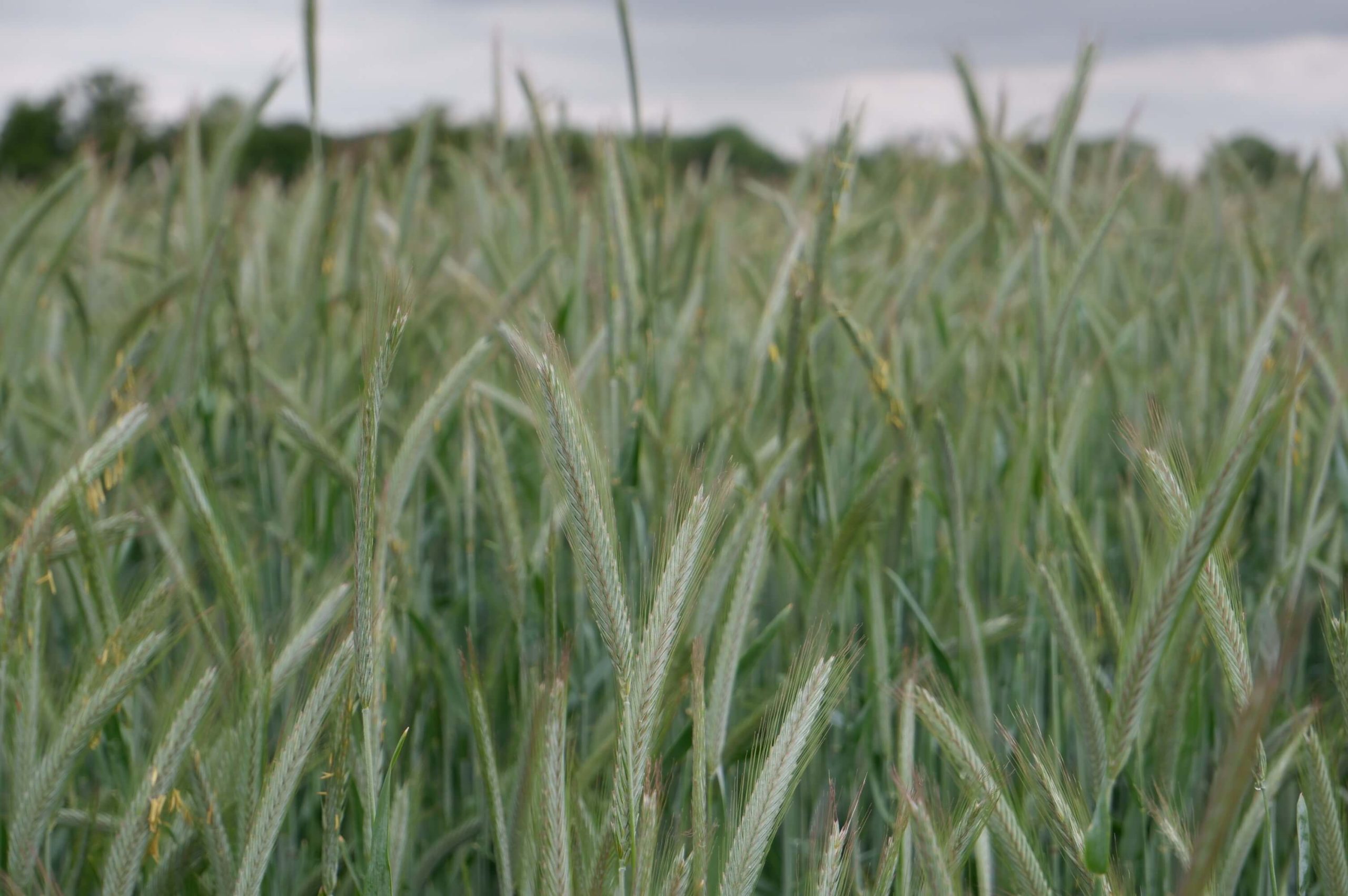 field at the suffolk bull